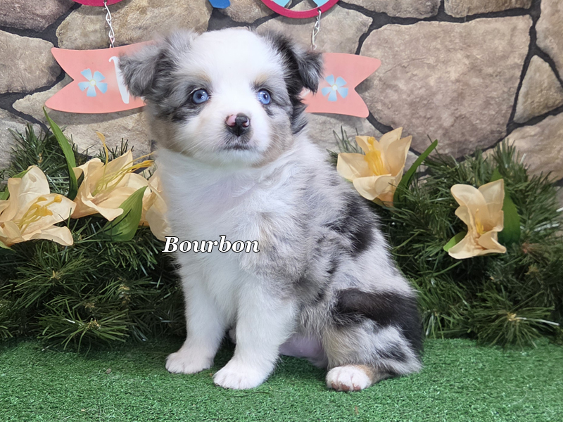 This blue merle male Toy Aussie puppy is available in Central Oklahoma. 