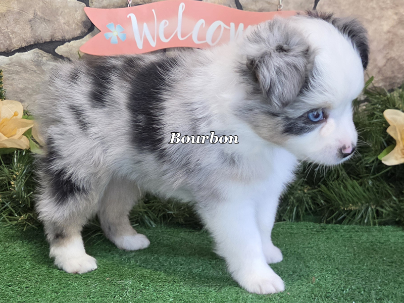 Bourbon is as cute as you can get a baby Toy Aussie.