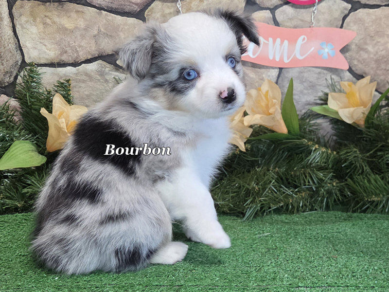 Bourbon is going to look like all the pictures you see of the perfect Aussie.