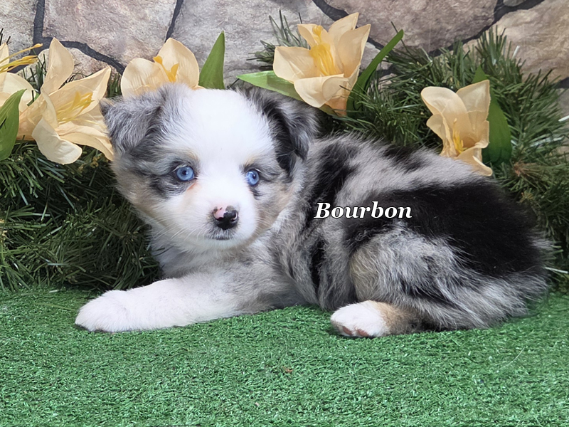 This Toy Aussie has 2 beautiful blue eyes. He will look just like Whiskey, his sire.