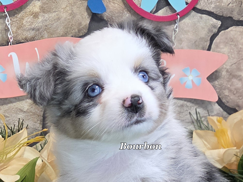 He is a handsome boy.