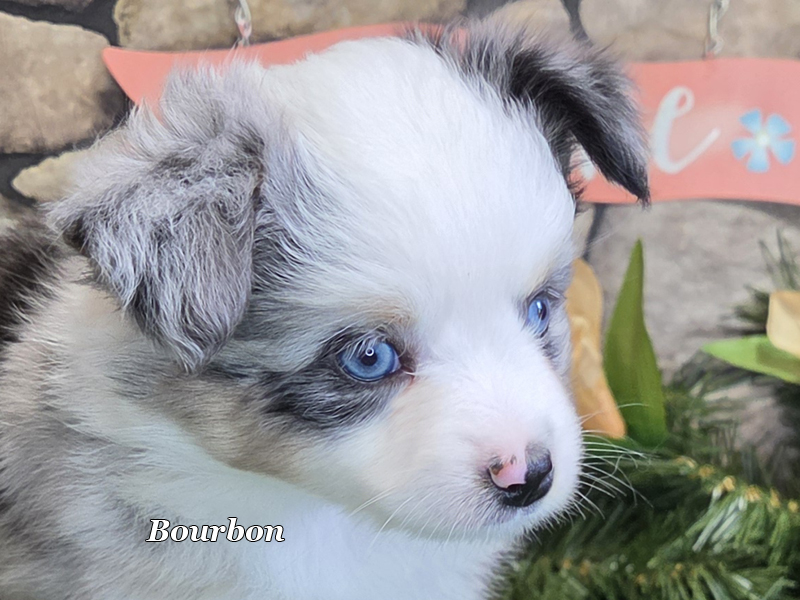 This blue merle male Toy Aussie puppy looks like a carbon copy of his sire, Whiskey.