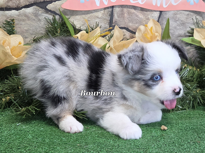 He loves to play. Bourbon a Toy Aussie blue merle male. 