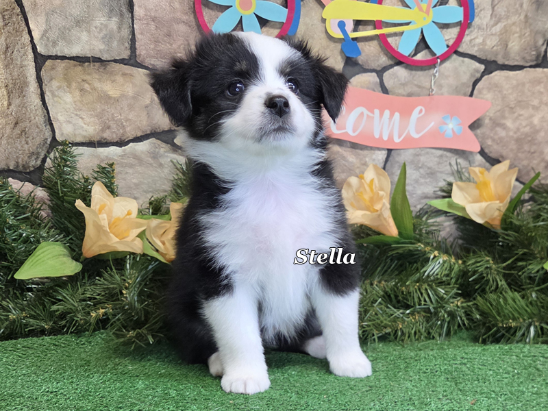 Black tri female Toy Aussie puppy for sale.