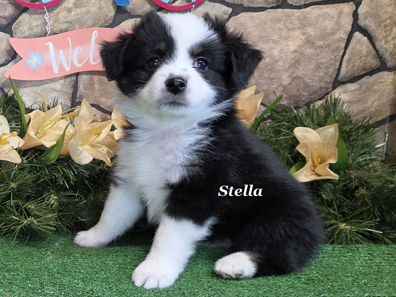 Stella is perfectly marked black tri female Toy Aussie.