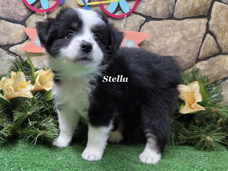 Stella is perfectly marked black tri female Toy Aussie for sale.