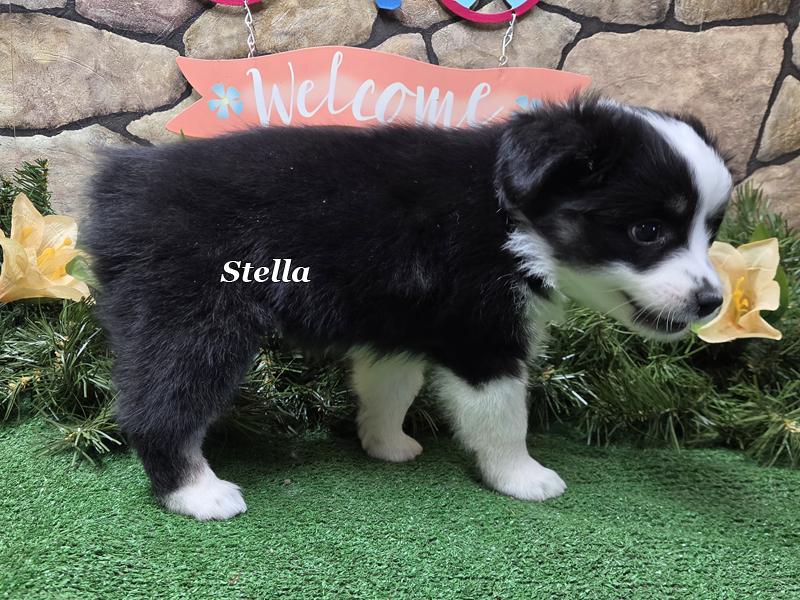 Black tri female, Stella should be a large Toy to small Mini.