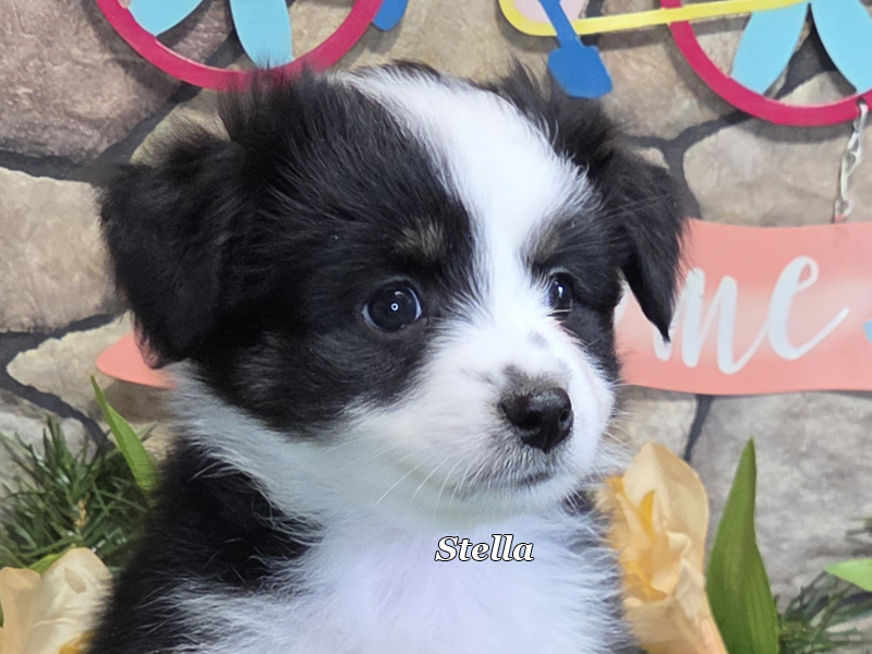 Stella is a beautiful Toy Aussie female puppy with such a pretty face.
