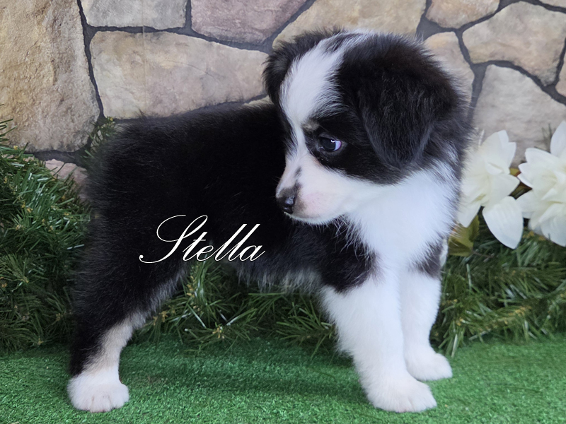 Stella is perfectly marked black tri female Toy Aussie for sale.