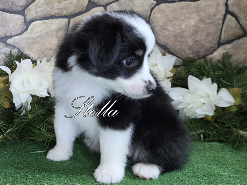 Black tri female Toy Aussie puppy for sale. Black tri female Toy Aussie puppy for sale.