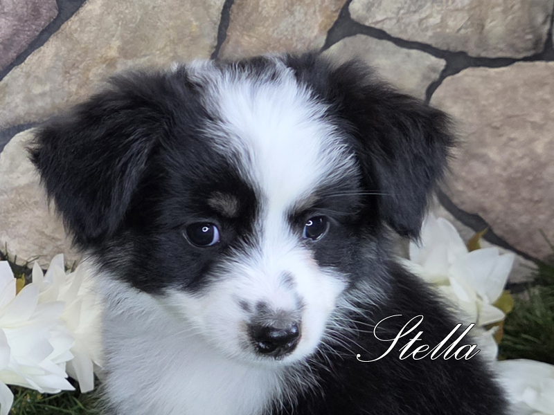 Stella is a beautiful Toy Aussie female puppy with such a pretty face. Stella is a beautiful Toy Aussie female puppy with such a pretty face.