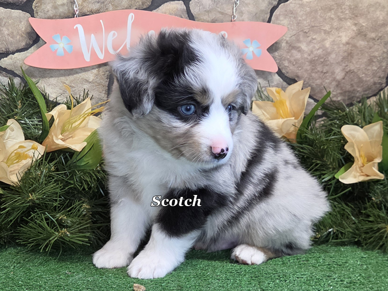Scotch is a blue merle male Toy Australian Shepherd puppy with 2 blue eyes.