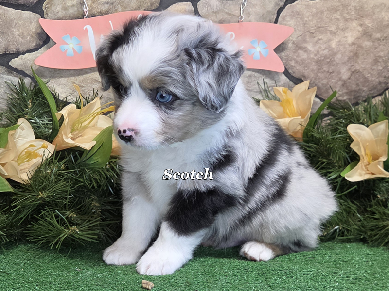 He is going to be a handsome young male with bold markings.