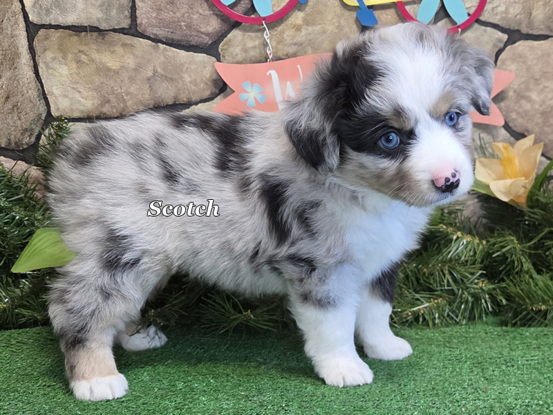 Blue eyed blue merle male Toy or Mini Aussie puppy, Scotch.