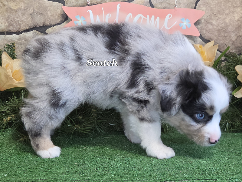 Scotch is a blue merle male Toy Australian Shepherd puppy with 2 blue eyes.