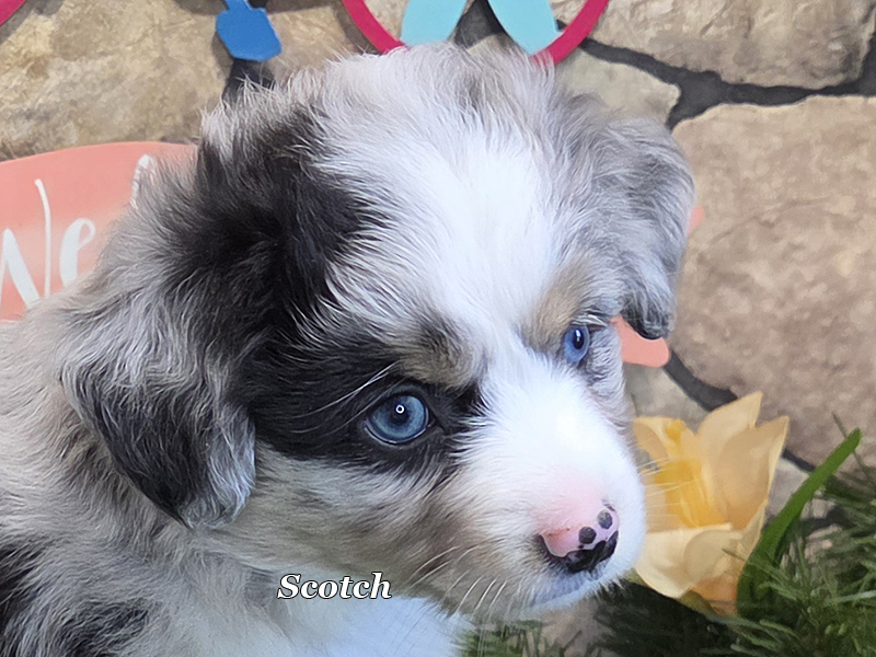 Scotch is a blue merle male Toy Australian Shepherd puppy for sale.