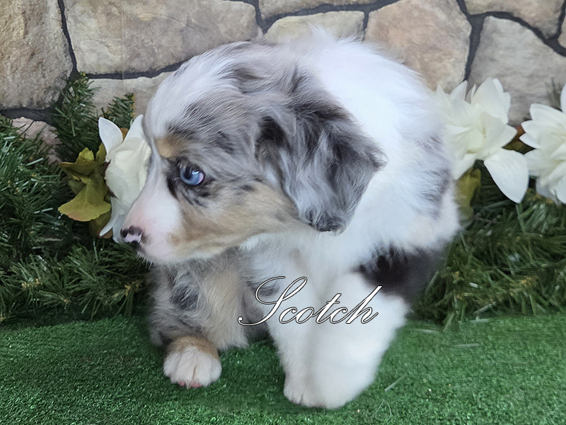 He is going to be a handsome young male with bold markings. He is going to be a handsome young male with bold markings.