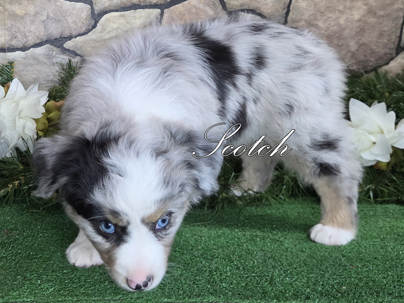 Scotch is a blue merle male Toy Australian Shepherd puppy for sale. Scotch is a blue merle male Toy Australian Shepherd puppy for sale.