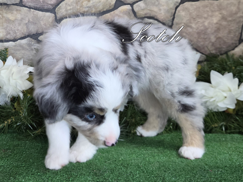 Blue eyed blue merle male Toy or Mini Aussie puppy, Scotch. Blue eyed blue merle male Toy or Mini Aussie puppy, Scotch.