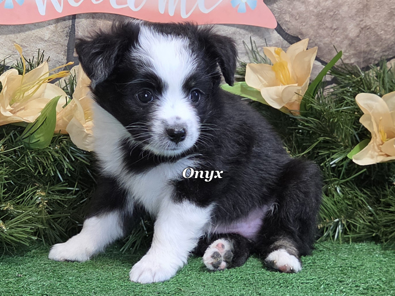 Onyx is a black tri female Toy Australian Shepherd puppy for sale in Central Oklahoma.