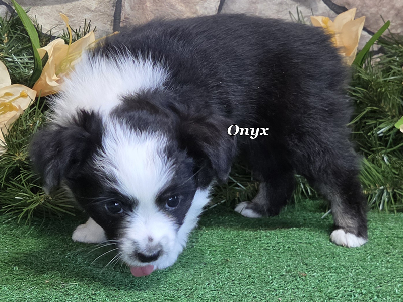 This black Tri female is going to have a freckled muzzle.