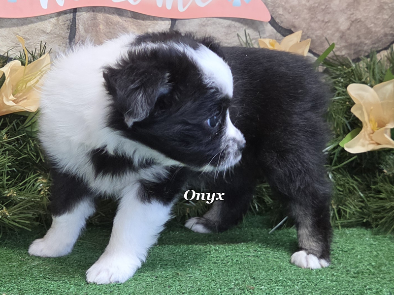 Onyx is a black tri female Toy Australian Shepherd puppy for sale in Central Oklahoma.