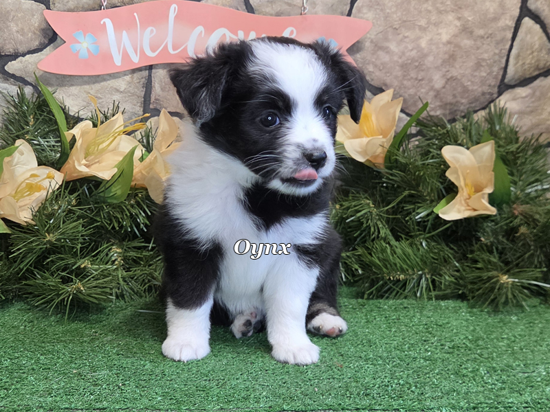 Black tri female Toy Aussie Onyx.