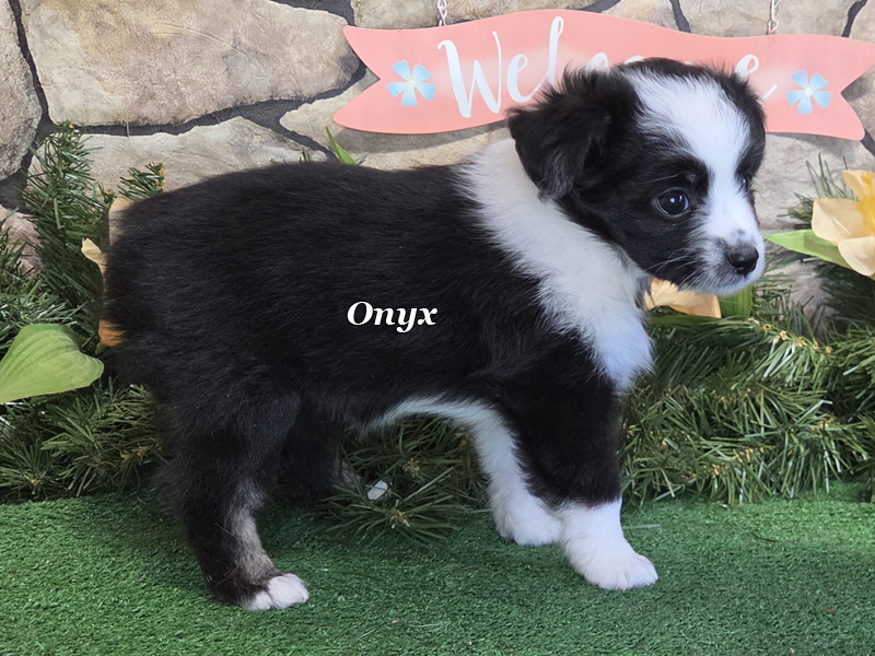 Black tri female Toy Aussie puppy for sale.