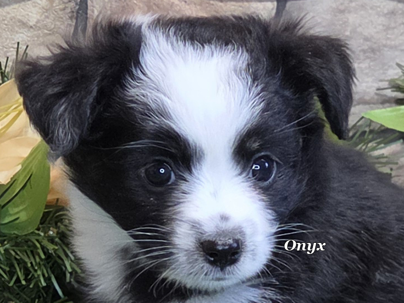 Pretty Oynx showing off her bright and happy personality .