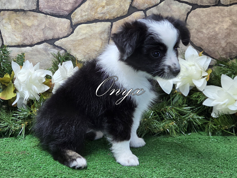 Onyx is a black tri female Toy Australian Shepherd puppy for sale in Central Oklahoma. Onyx is a black tri female Toy Australian Shepherd puppy for sale in Central Oklahoma.