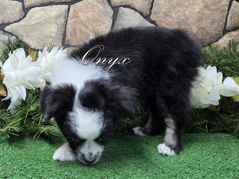 Onyx is a black tri female Toy Australian Shepherd puppy for sale in Central Oklahoma. Onyx is a black tri female Toy Australian Shepherd puppy for sale in Central Oklahoma.