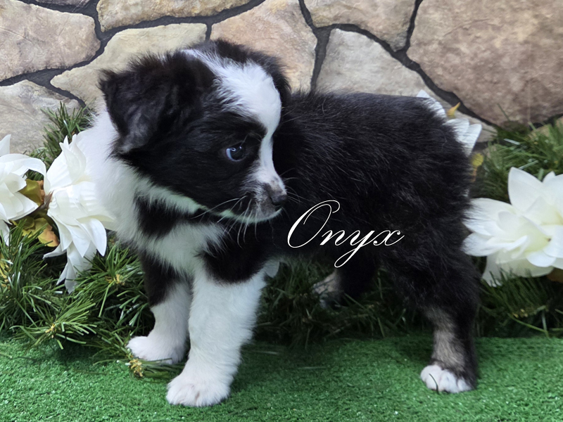 Black tri female Toy Aussie puppy for sale. Black tri female Toy Aussie puppy for sale.