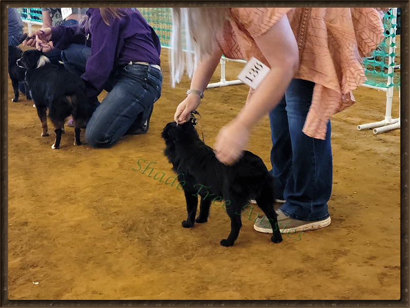 Angel at her first bigger show. She was only 9 months and didn't show well.