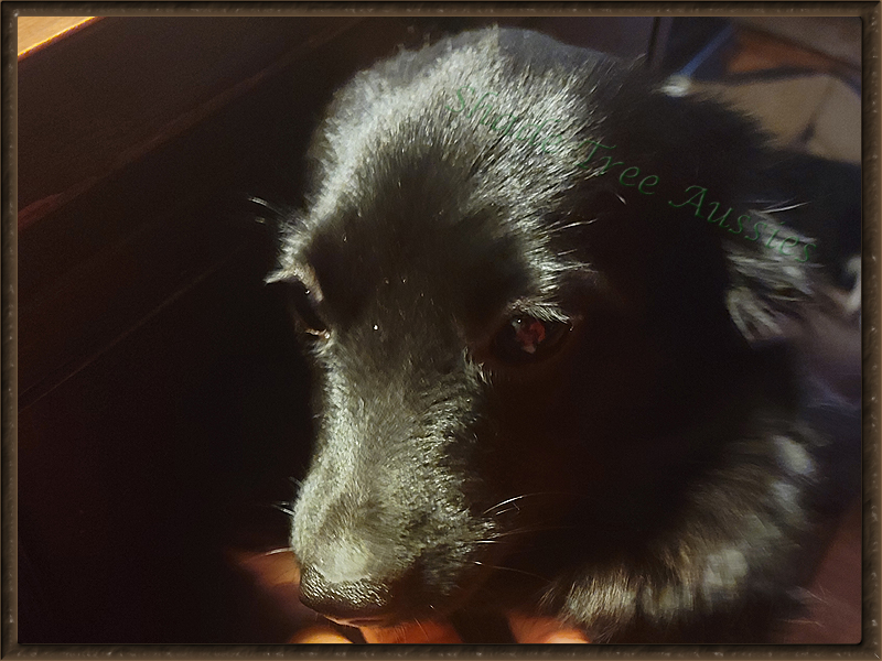  Elmo's Dark Angel @ Shade Tree Aussies  