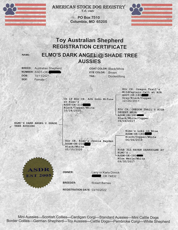 Elmo's Dark Angel @ Shade Tree Aussies ASDR registration.