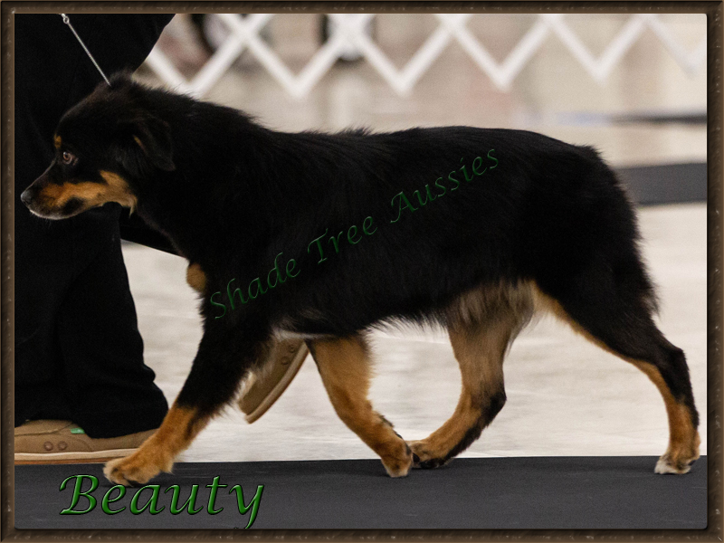 Beauty is a beautiful black Tri Miniature American Shepherd female with very correct conformation. 