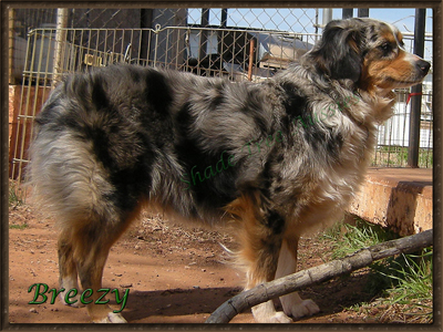 Sheza Easy Breezy Cover Girl is a blue merle female large Toy Aussie.