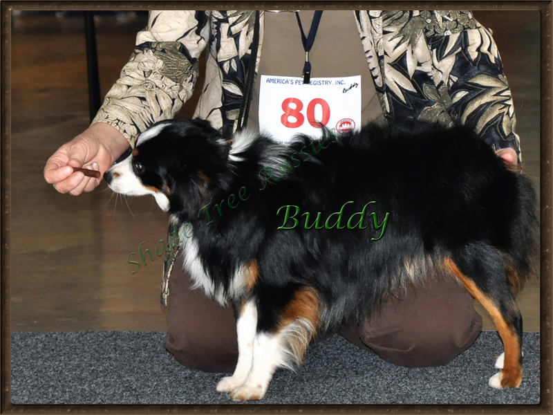 Buddy and I showing in the Best in Show line up at an APRI show.
