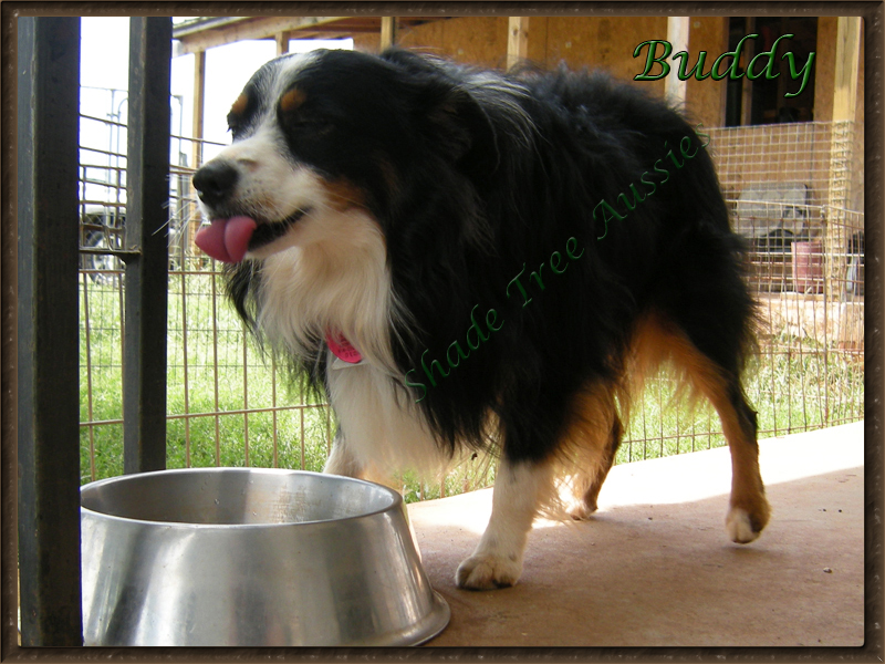 Buddy getting a cool drink on a hot day.