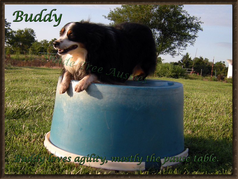 Buddy on a temporary pause table while training for agility.