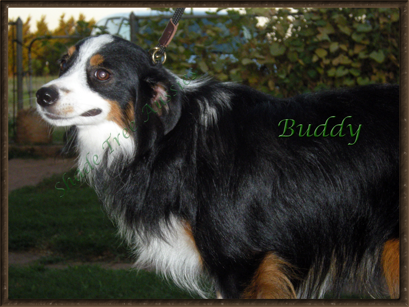 Buddy on a summer evening hanging out with us. 