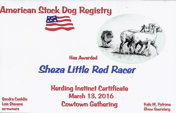 Cindy's ASDR Herding Instinct Certificate. 
