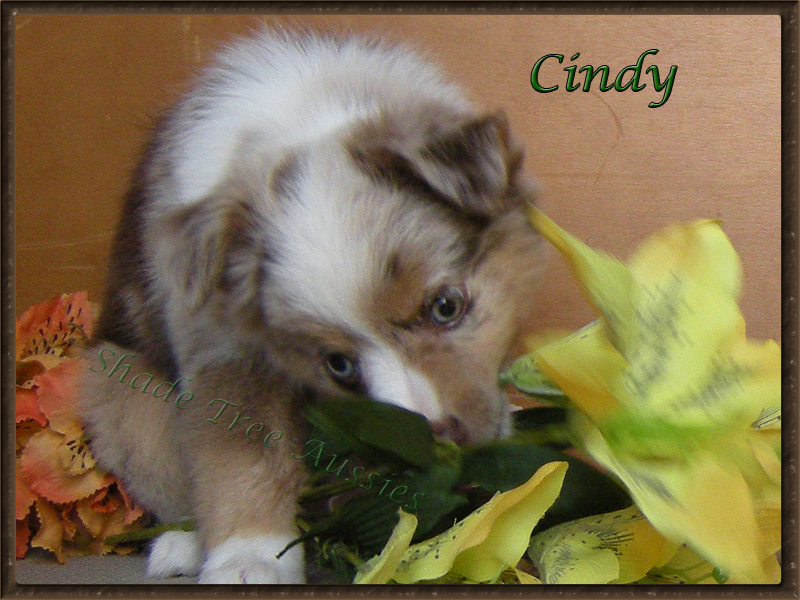 Cindy at 9 weeks old was already showing off her drive.