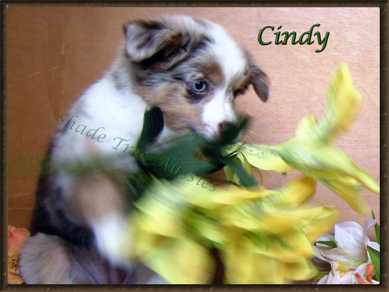Cindy never made taking puppy pictures easy.