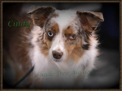 Sheza Little Red Racer is a red merle female Toy Australian Shepherd.