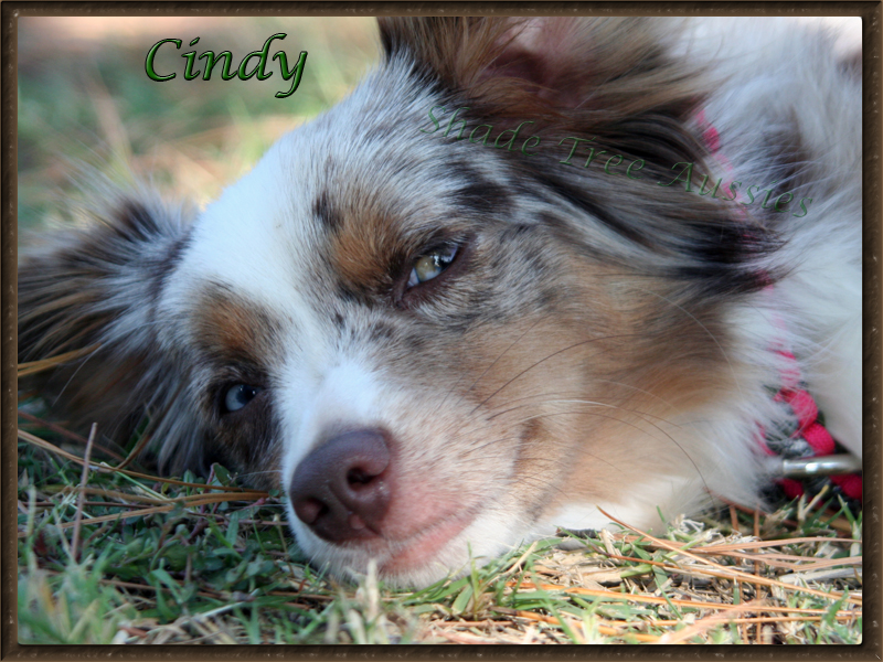 Cindy resting between runs at a Teacup Dog Agility Trial in Norman Oklahoma. 