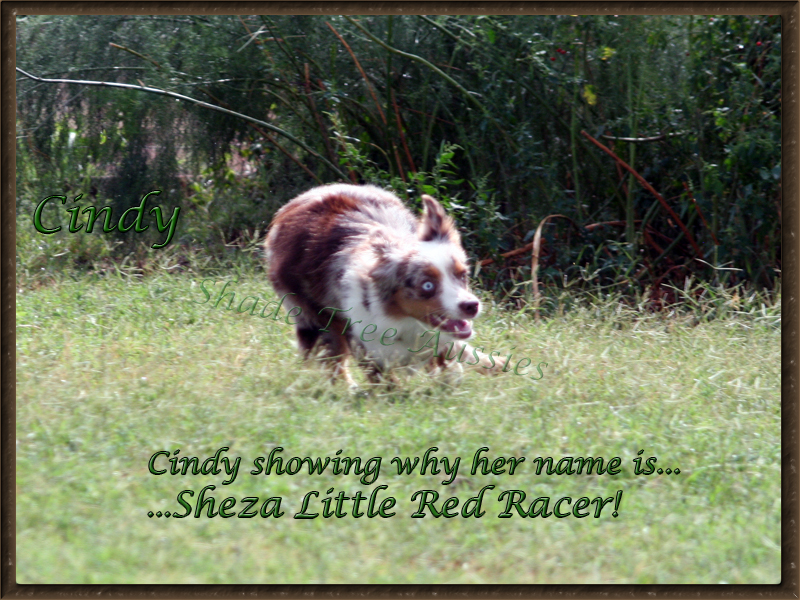 Cindy enjoying a nice cool summer morning showing off her speed skills to her buddies in a game of "You can't catch me."