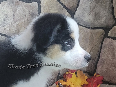 Sunday is a black tri female Toy Aussie puppy for sale in Central Oklahoma.