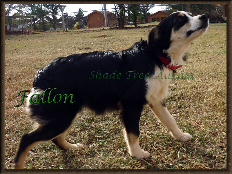 Fallon is a black tri Miniature Australian Shepherd's shown standing.