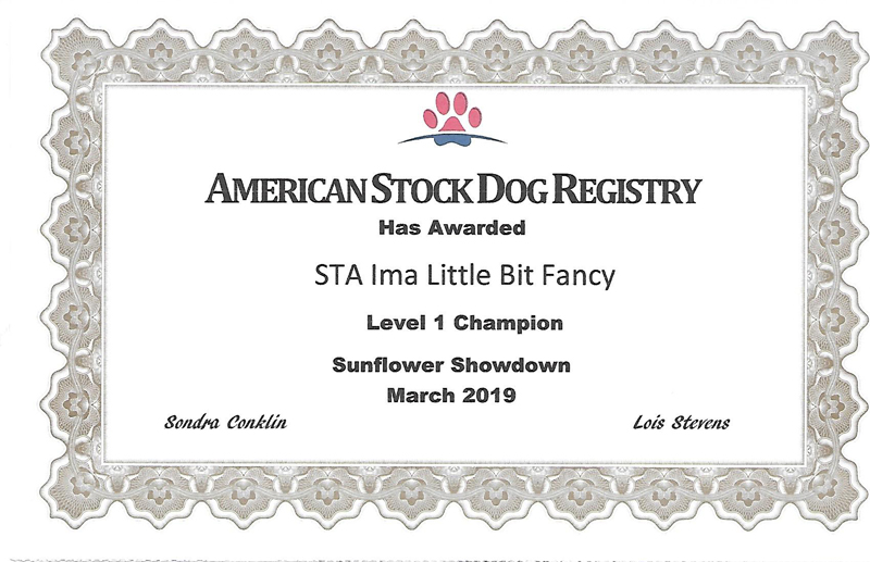 STA Sheza Little Bit Fancy ASDR Level 1 Championship certificate.
